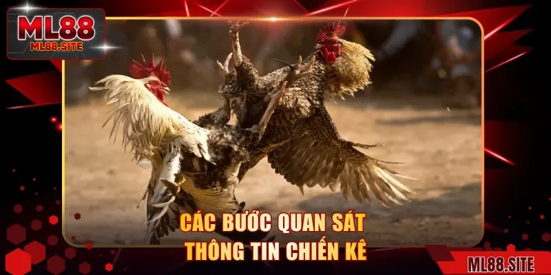 Các bước quan sát thông tin chiến kê