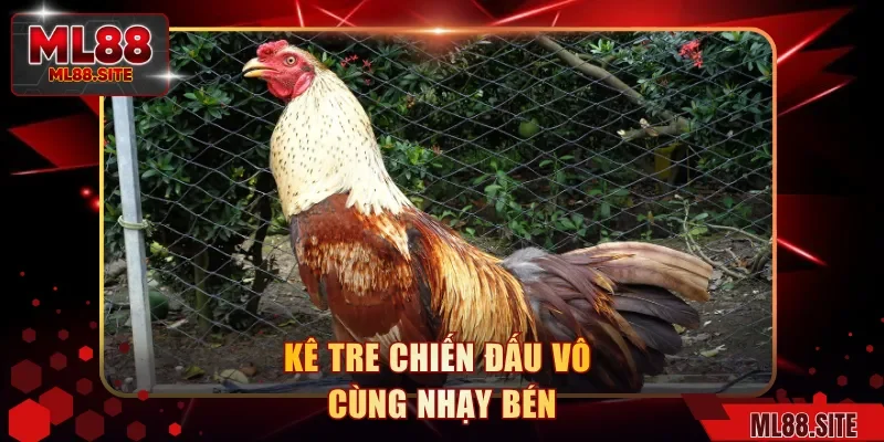 Kê tre chiến đấu vô cùng nhạy bén