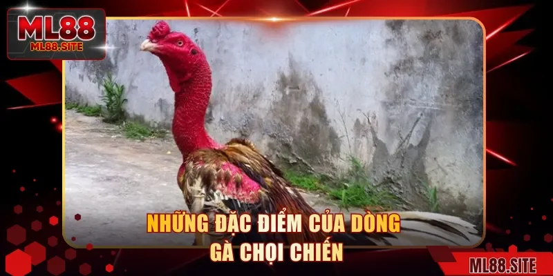 Những đặc điểm của dòng gà chọi chiến